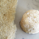 Image for article titled Eat Mushrooms That Grow Off the Top of This Living Lampshade